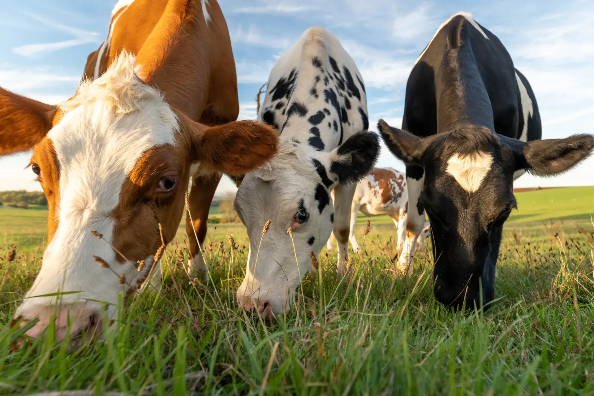 grass fed cows.