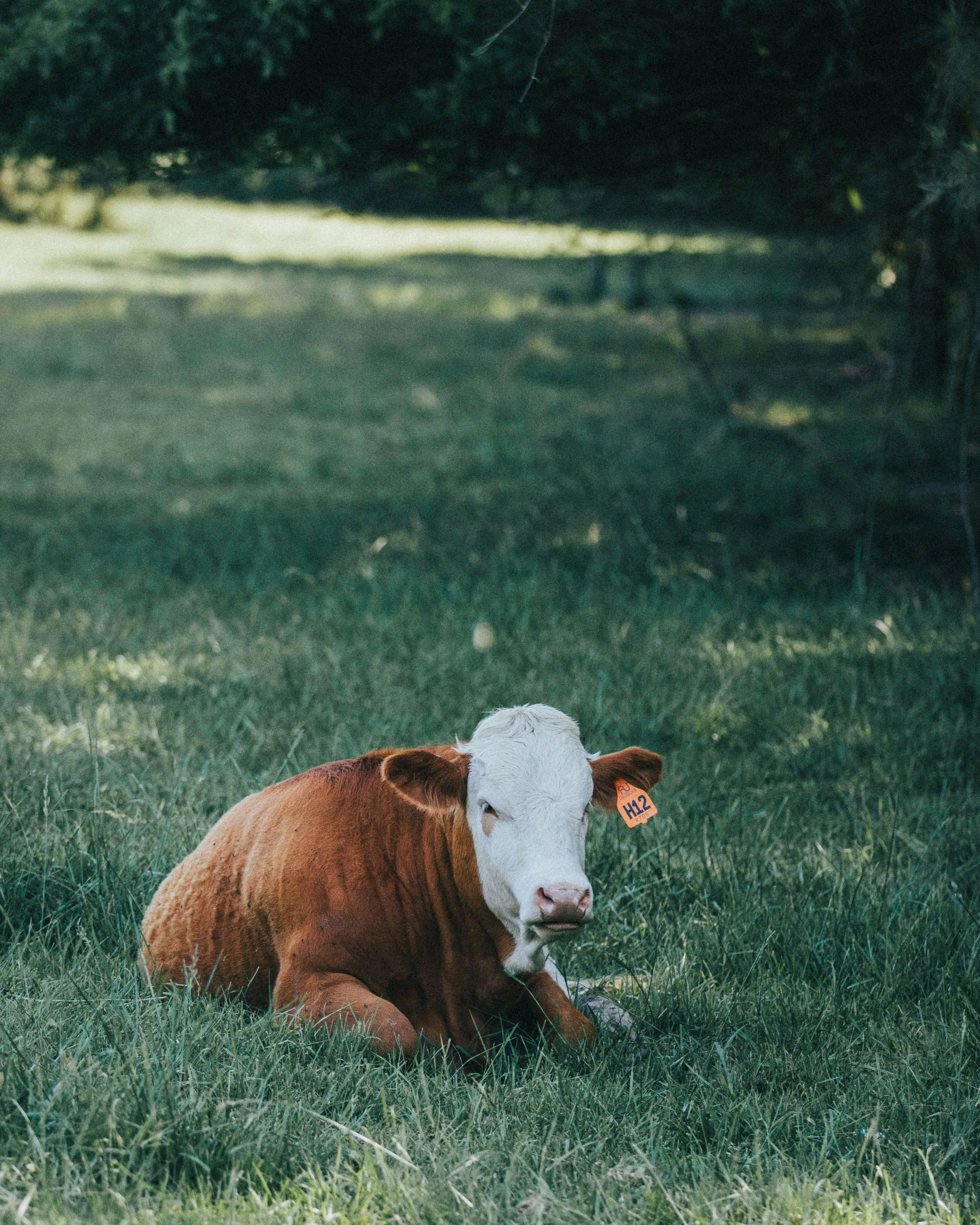 Local farm and seasonal produce in New England.