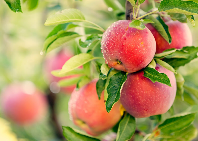 Apples