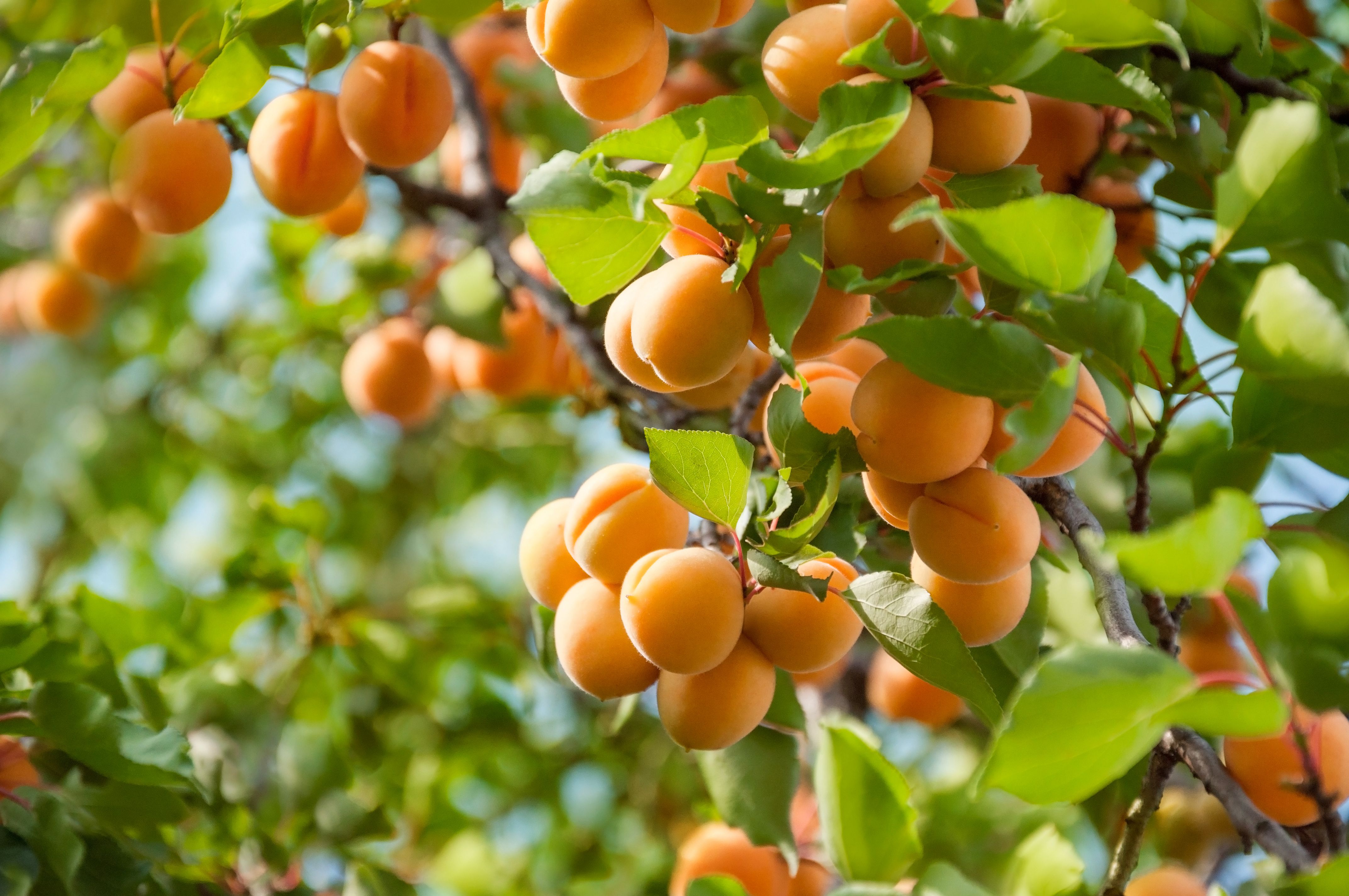 Apricots