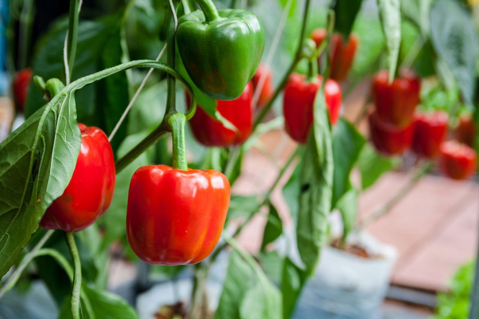 Bell Peppers