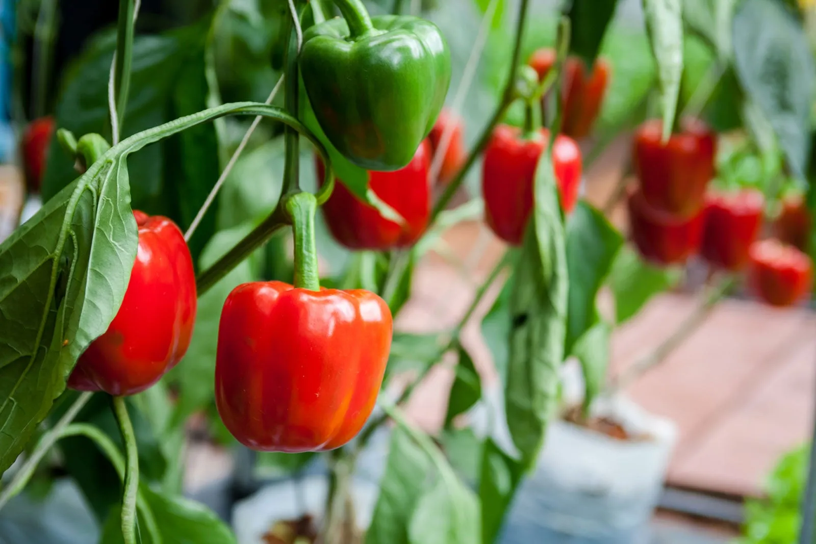 Bell Peppers