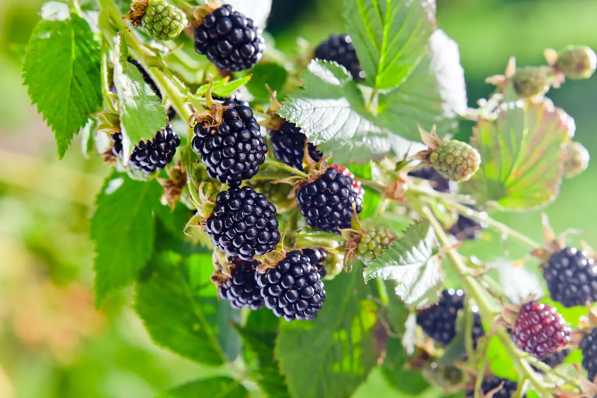 Blackberries