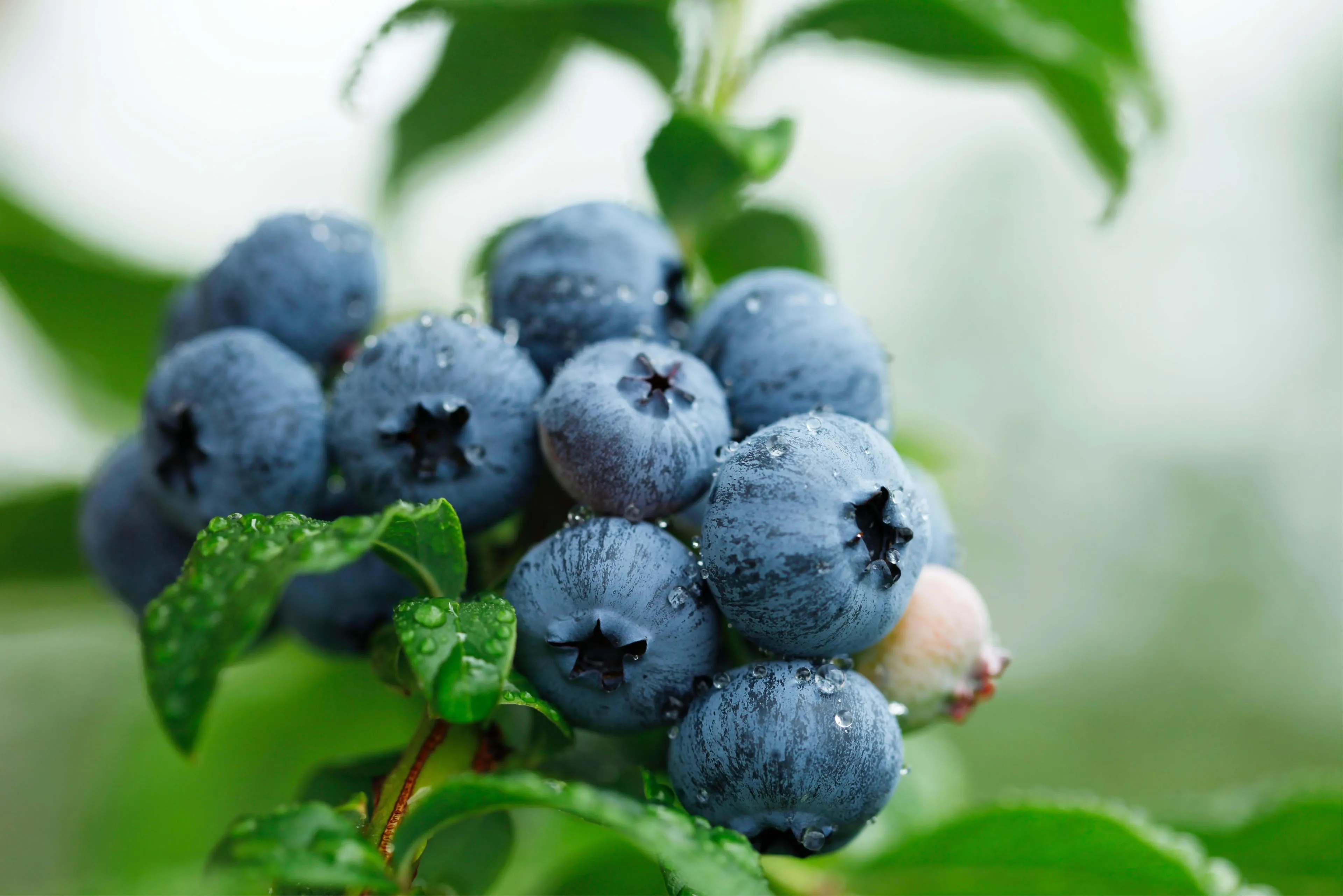 Blueberries