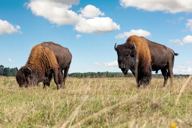 Bison