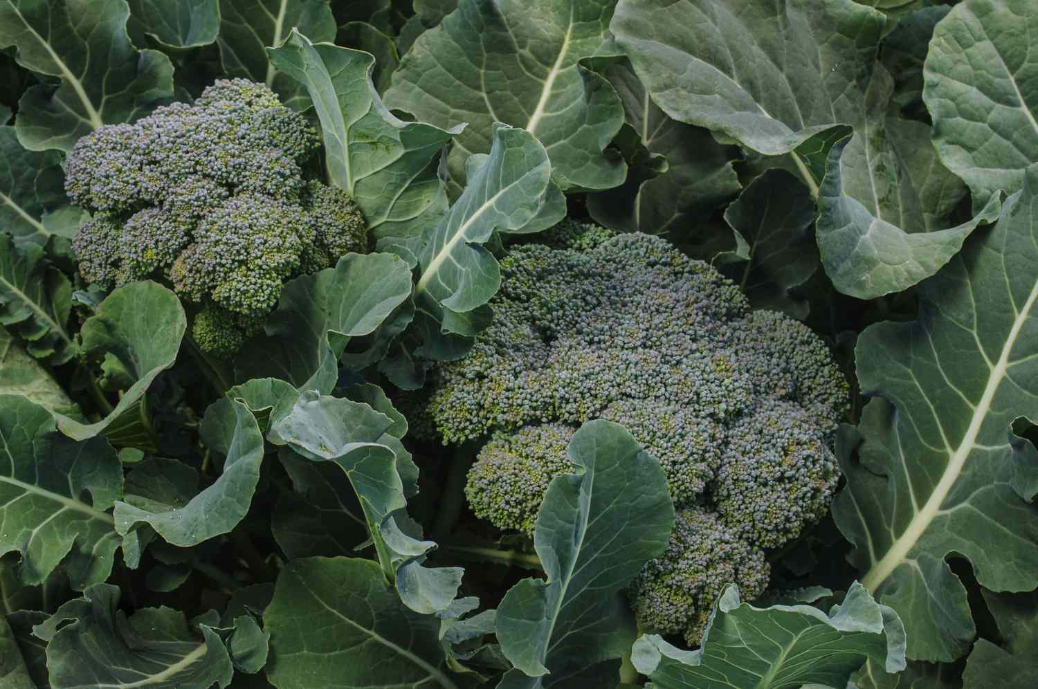 Broccoli