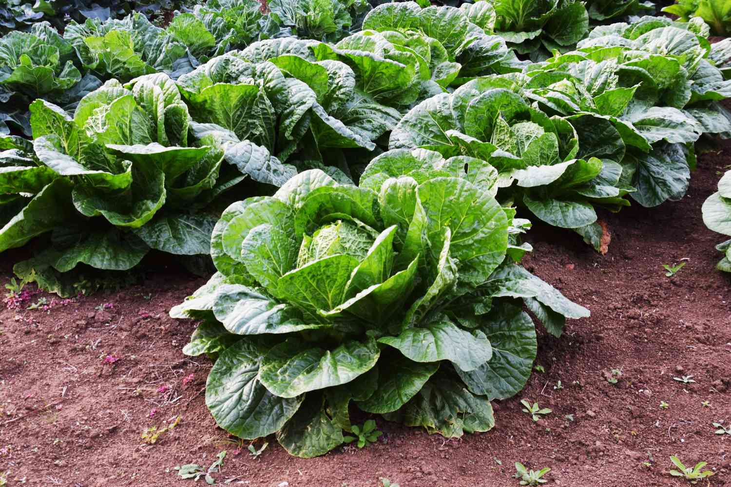 Cabbage