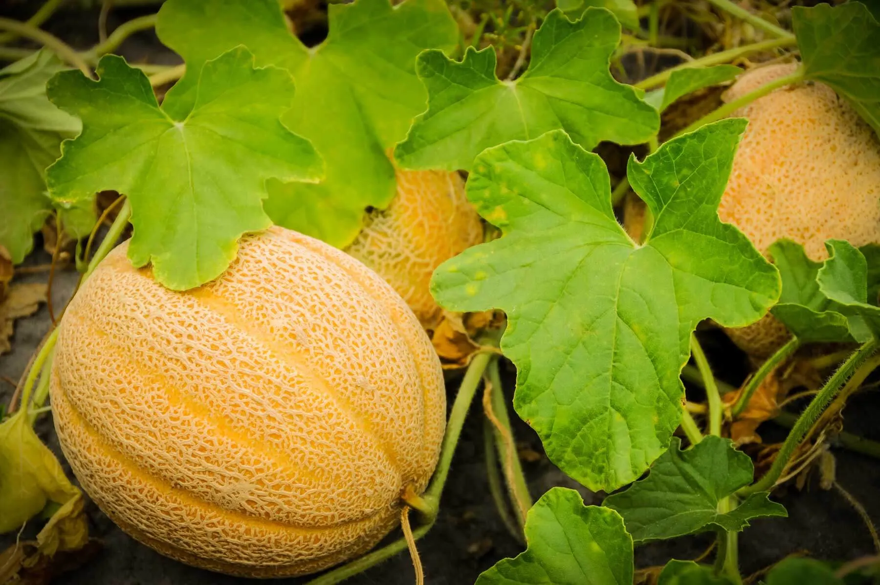 Cantaloupe