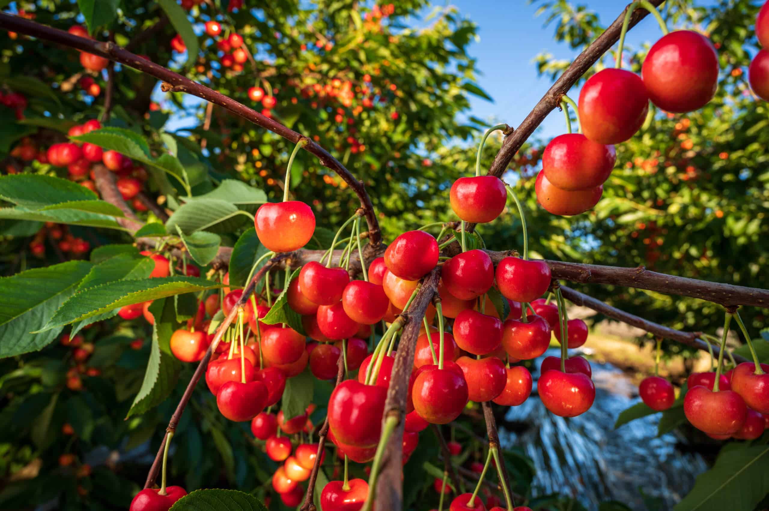 Cherries