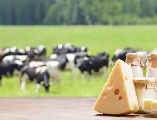 Cheese