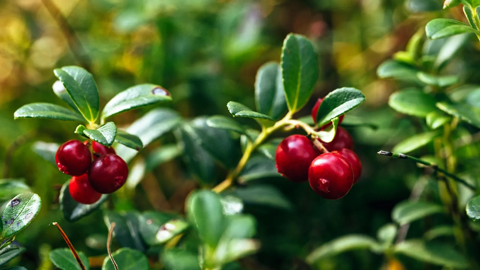 Cranberries