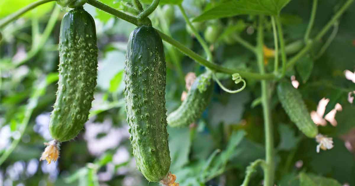 Cucumber