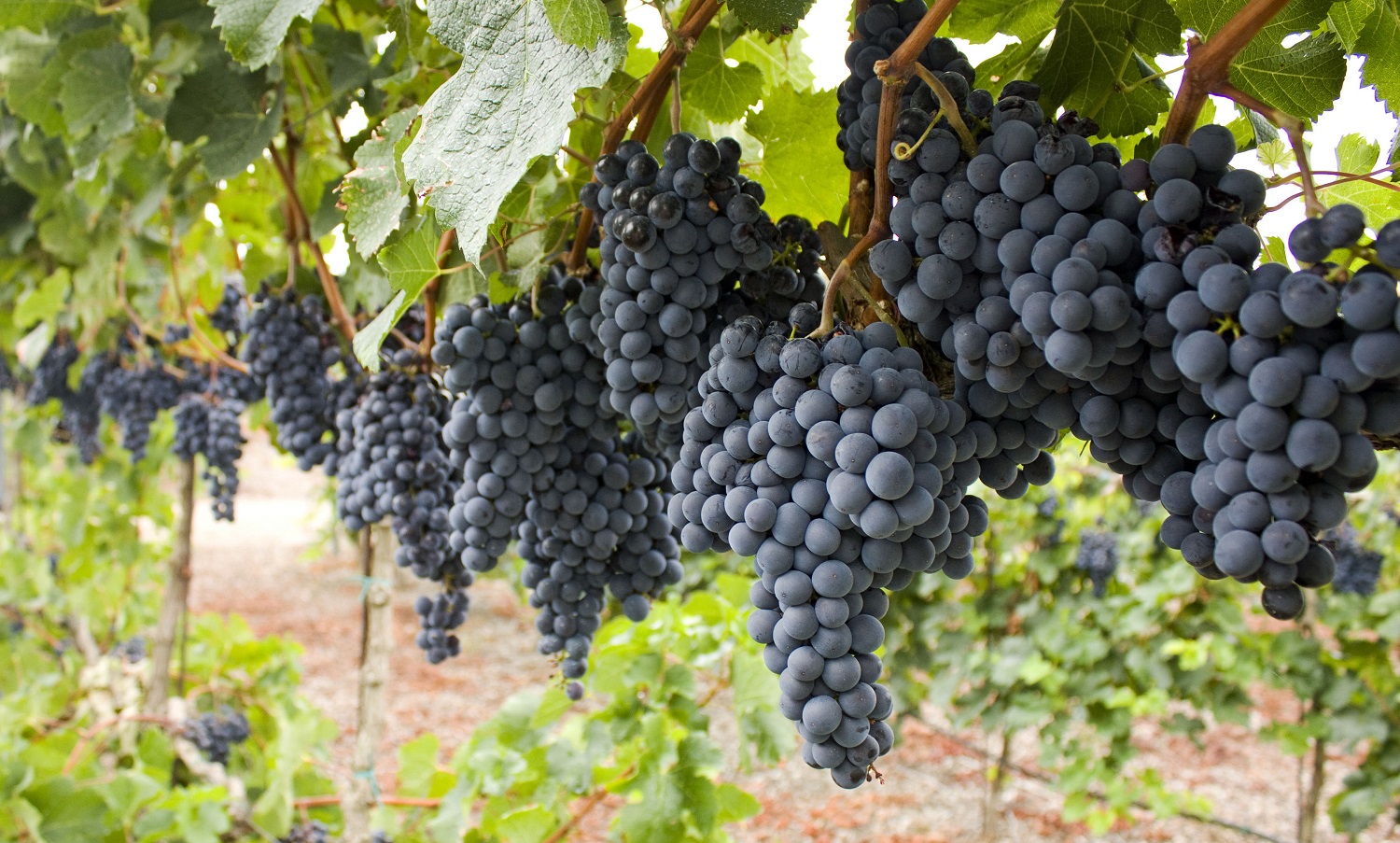 Grapes