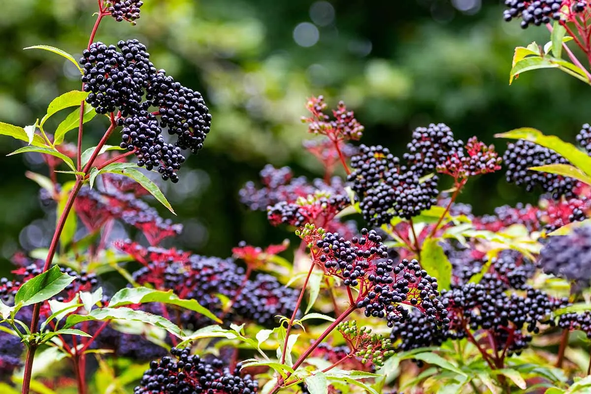 Elderberries