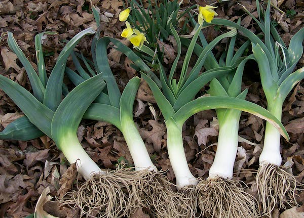 Leeks