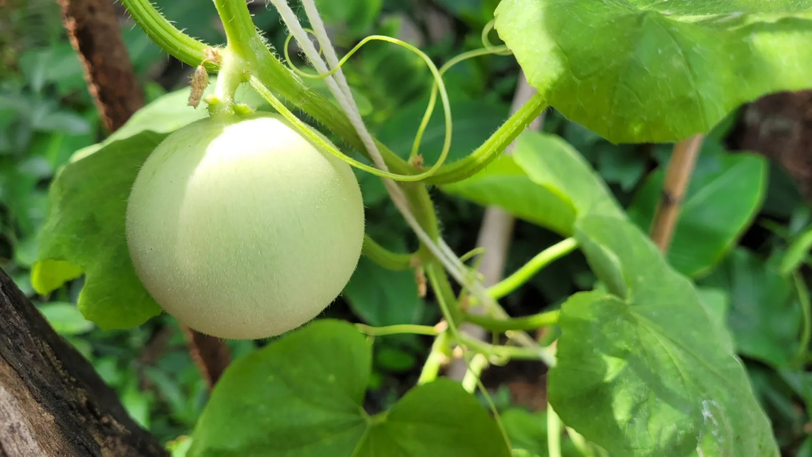 Honeydew