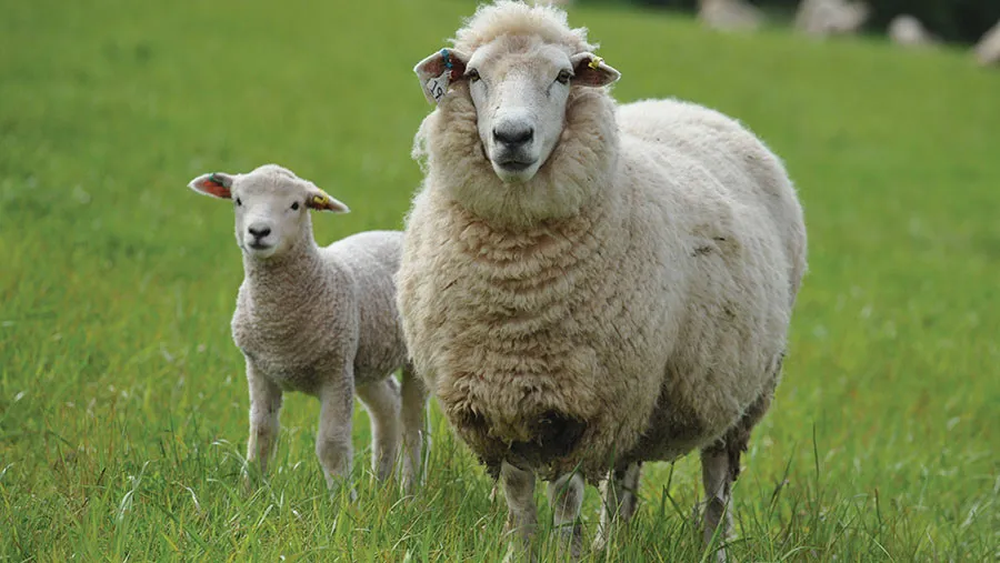 Lamb