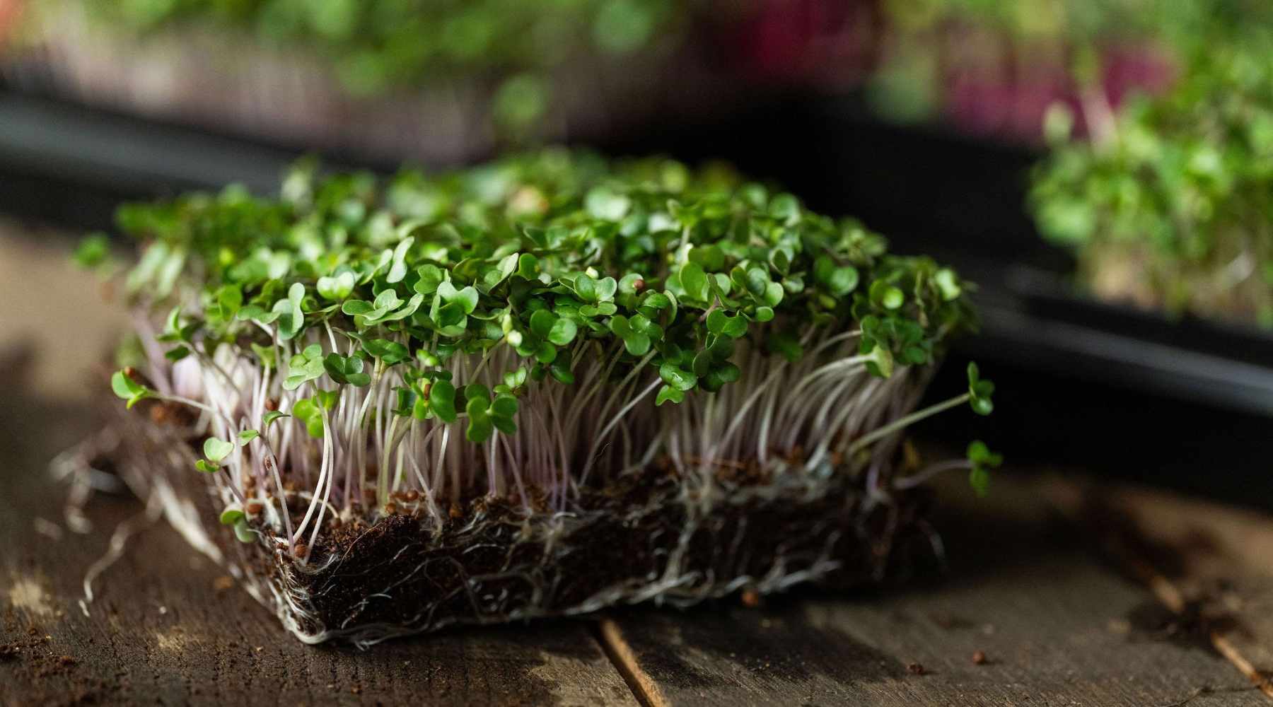 Microgreens
