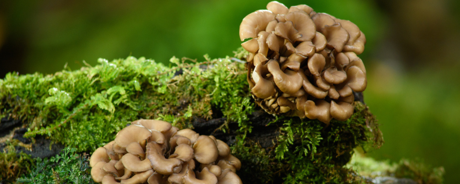 Maitake Mushrooms
