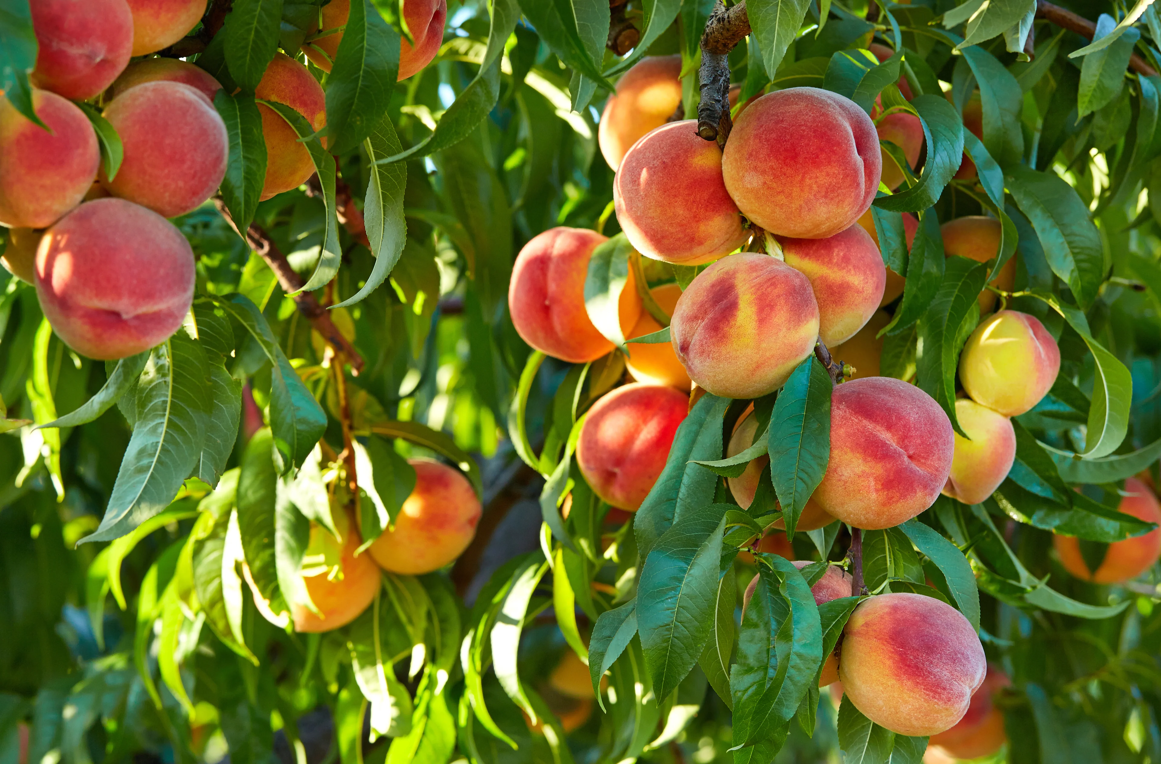 Nectarines