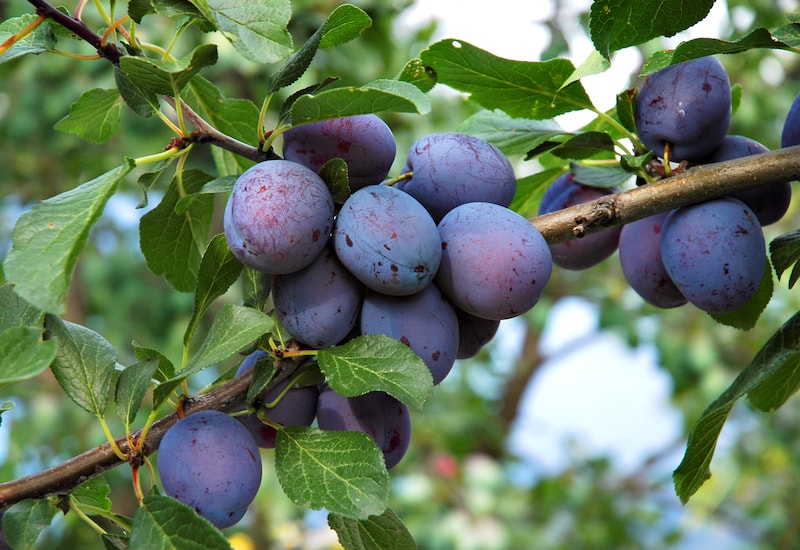 Plums