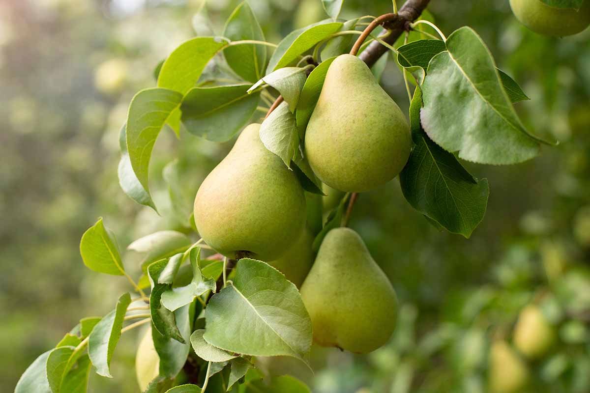 Pears