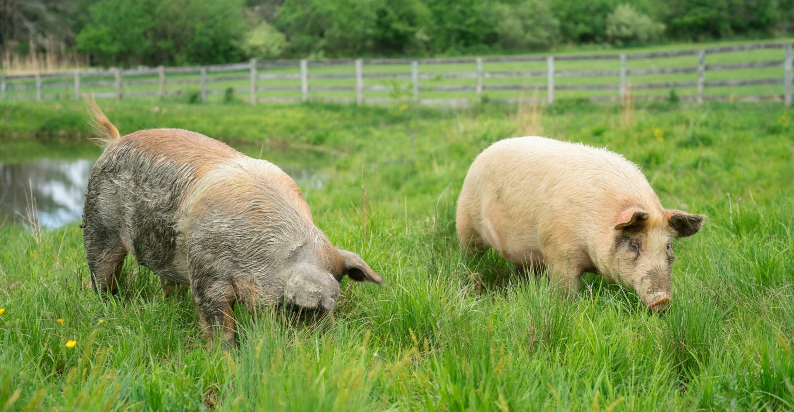 Pork