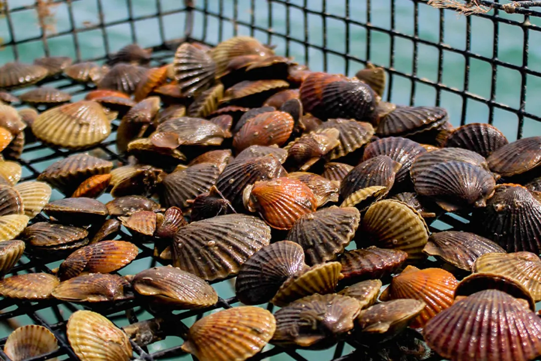 Scallops