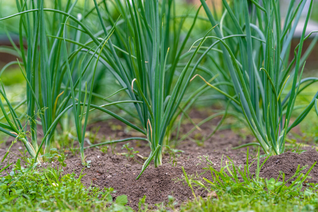 Scallions