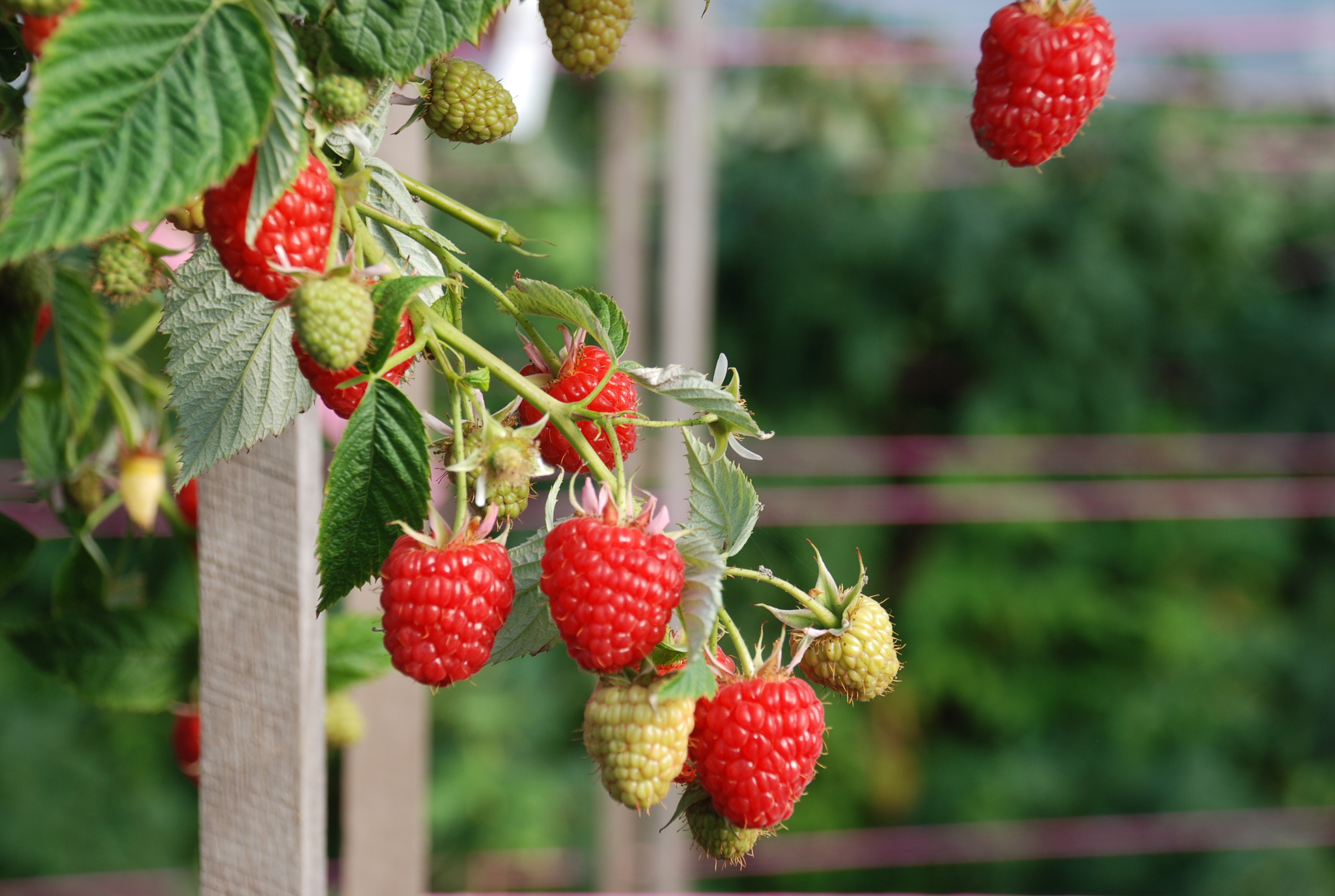 Raspberries