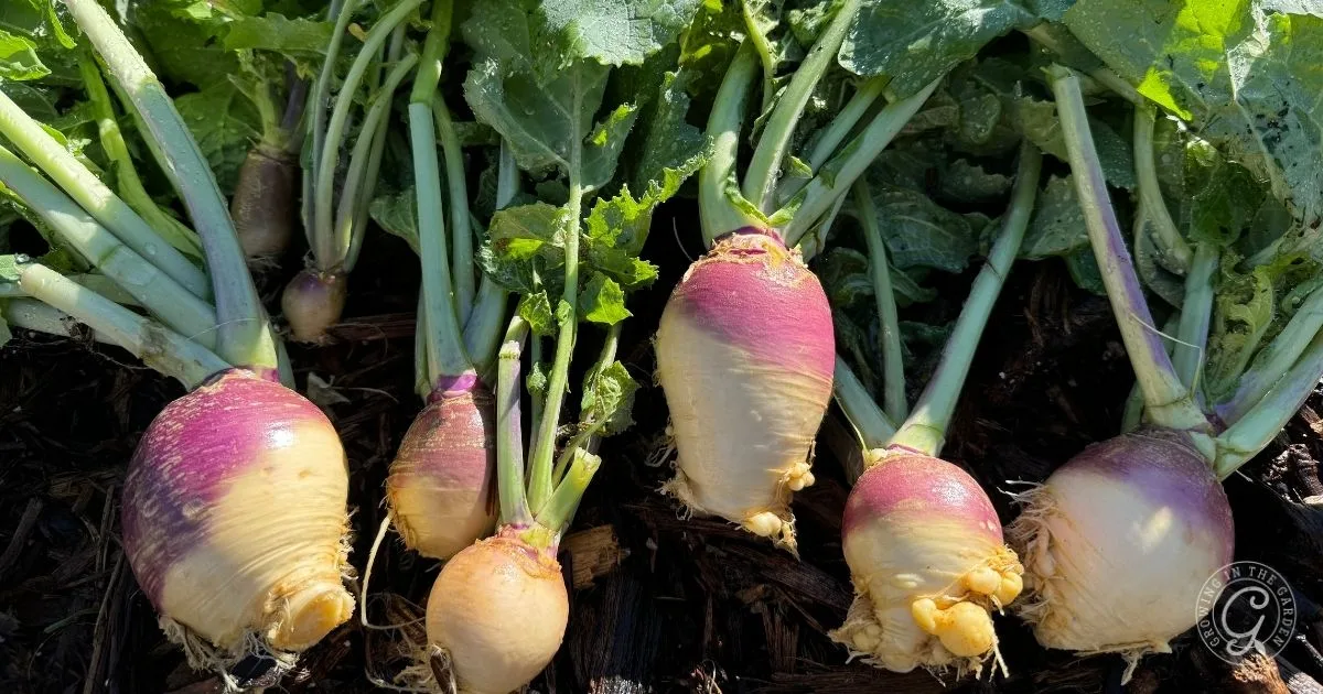 Rutabaga
