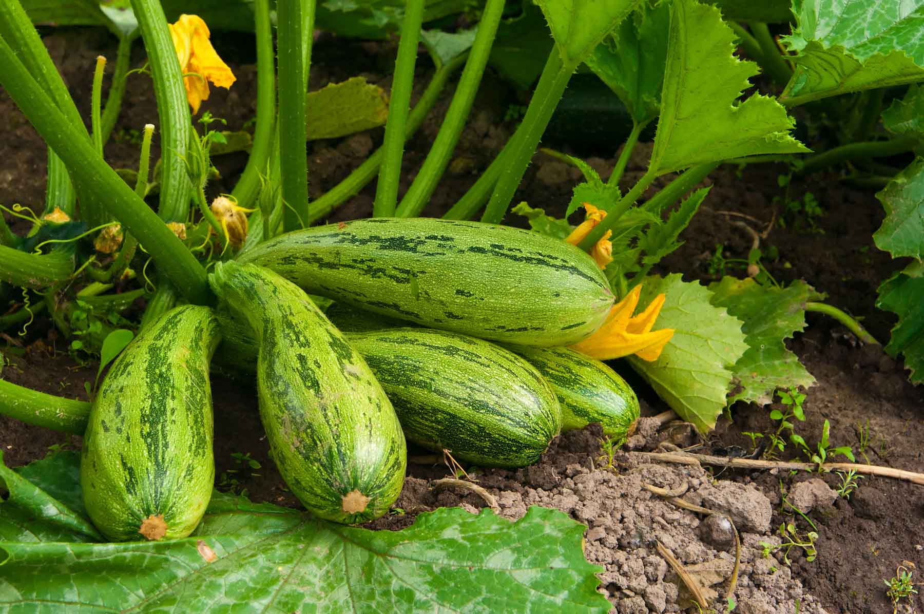Summer Squash