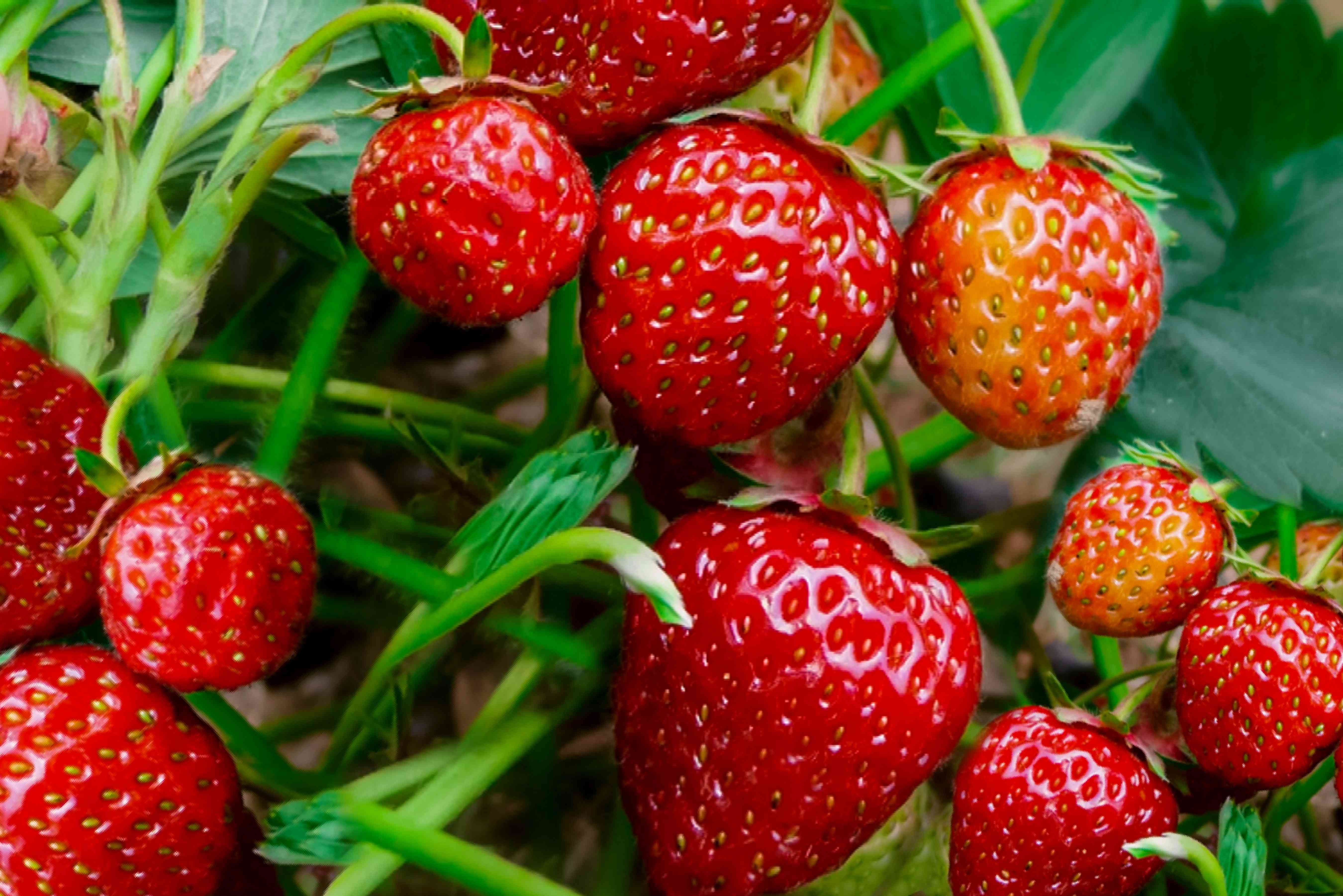 Strawberries